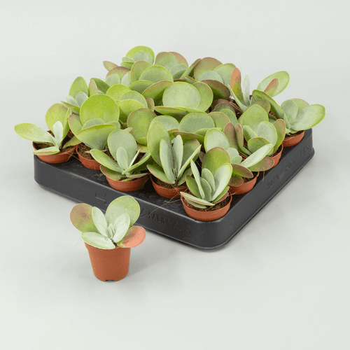 Kalanchoe Thyrsiflora 'Red Lips', Planta de 10 cm de alto, pack de 20 uds