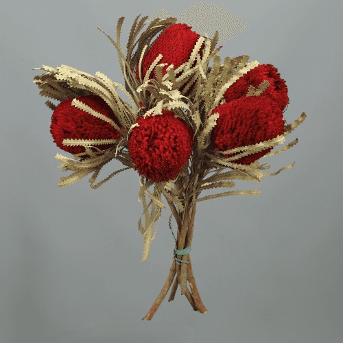Botte de 5 Banksia Hookeriana Séché