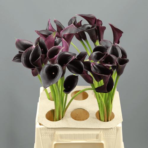Bouquet de 10 Arums Noirs Cantor