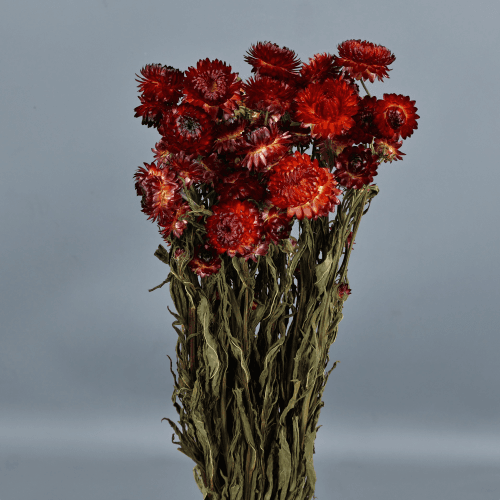 Siempreviva Roja Seca (Helichrysum)