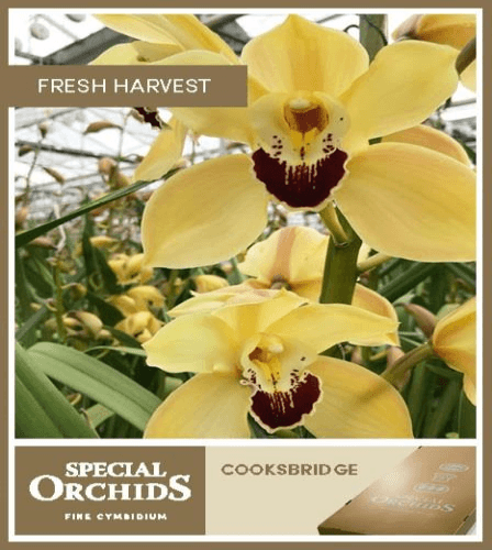 Cymbidium Cooksbridge, Amarillo, 1 tallos, 60cm