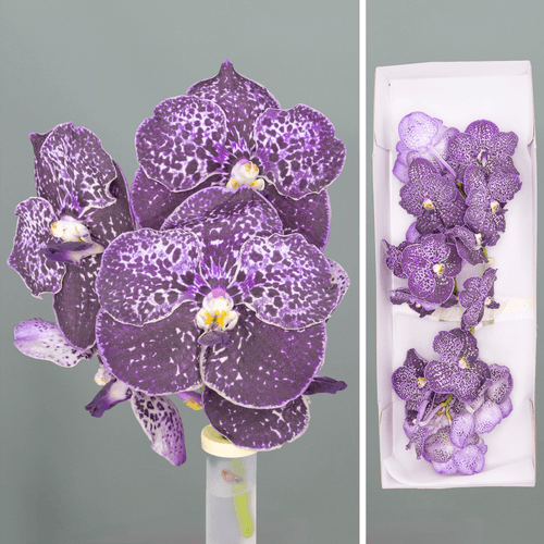 Orquídea Vanda Jeff Leatham púrpura, Flor fresca