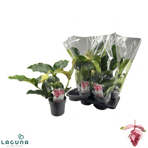 Medinilla Magnifica, Blanco/Rosa, 1 tallos, 55cm