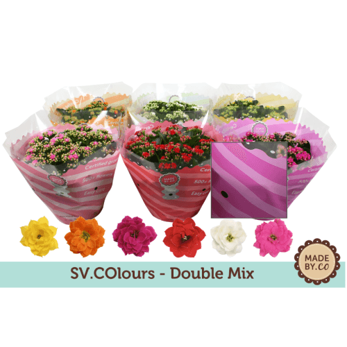 Kalanchoe Double Mix