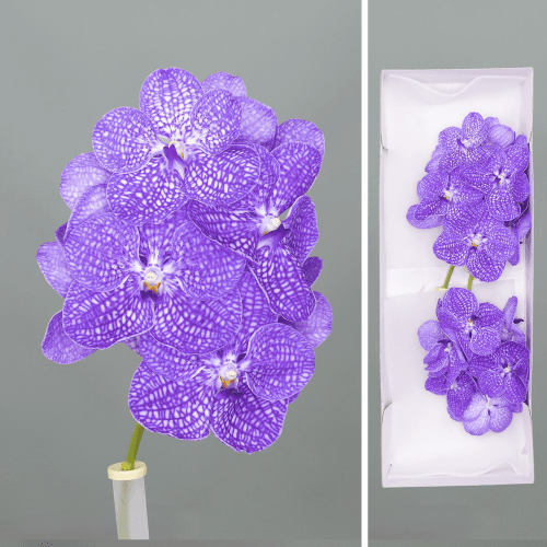 Orquídea Vanda Azul Índigo, Flor fresca