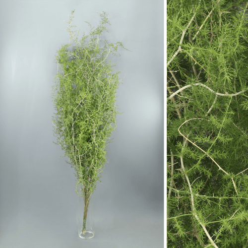 Asparagus setaceus basati naturala, 120 cm luzeko hostotza, sortan