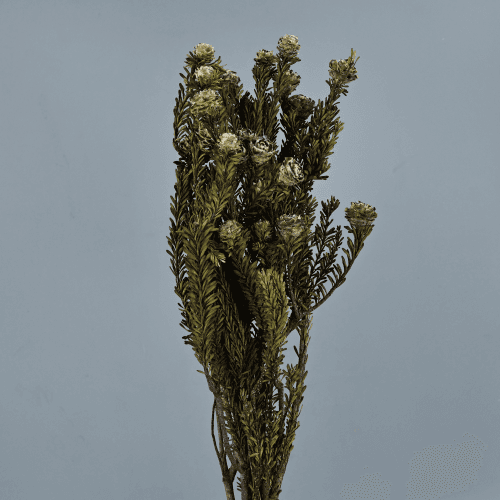Branche Préservée Tortum Vert Clair