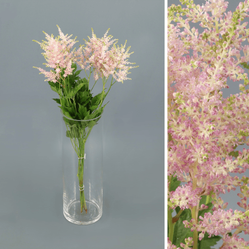 Astilbe Europa, Rosa Claro, 1 tallos, 55cm