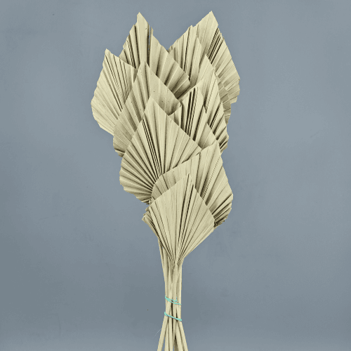 Palmier Sec Spear Crème