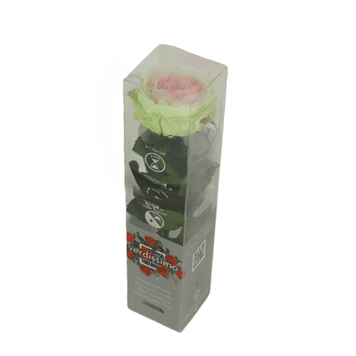 Rosa eterna de jardín Rosa y Verde