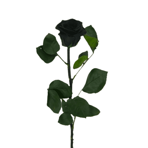 Rosa Preservada Preta com Haste