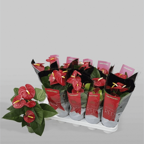Anthurium Rojo Royal Champion (4 Flores), Planta de 40 cm de alto, pack de 10 uds