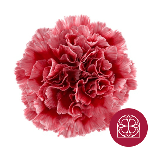 Clavel Jaspeado Rojo y Blanco
