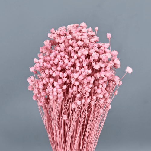 Jazilda séchée Rose
