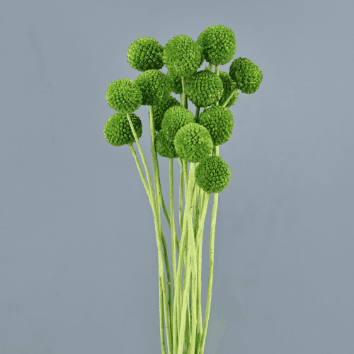 Craspedia seca Verde