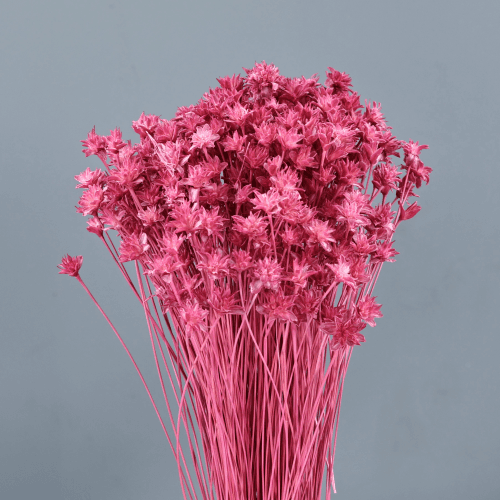 Hill Flower seca Cereza