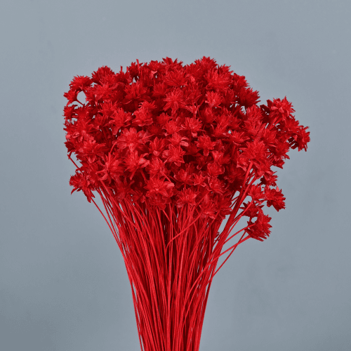 Hill Flower seca Roja