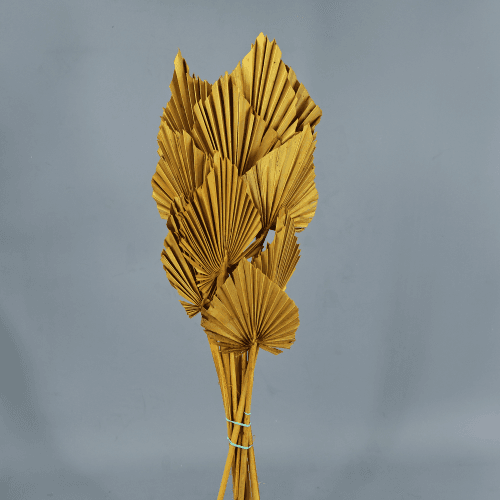 Spear seco Ocre, Flor seca de 50 cm de largo