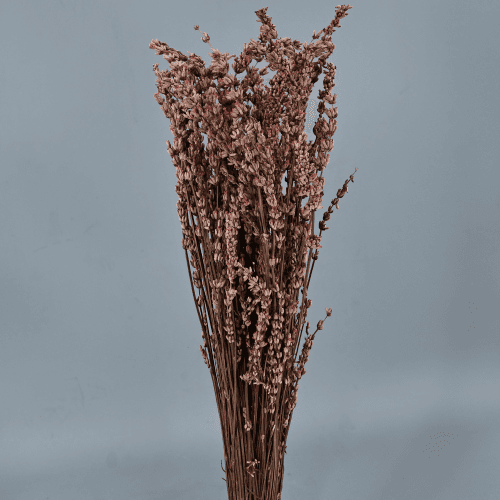 Lavanda preservada Rosa