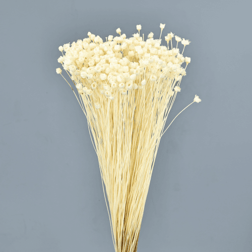 Jazilda seca Blanca