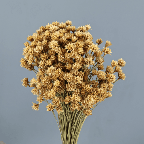 Hill Flower seca Natural, Flor seca de 45 cm de largo