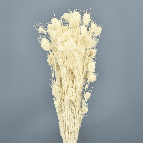 Nigella Zuri Lore Lehor