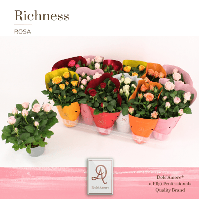 Mini Rosal Amorosa, Flor fresca de 25 cm de largo, ramo de 12 tallos
