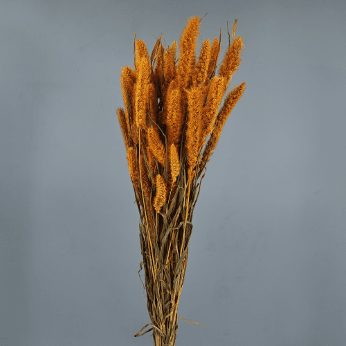 Setaria Seca Ocre, Flor seca de 75 cm de largo