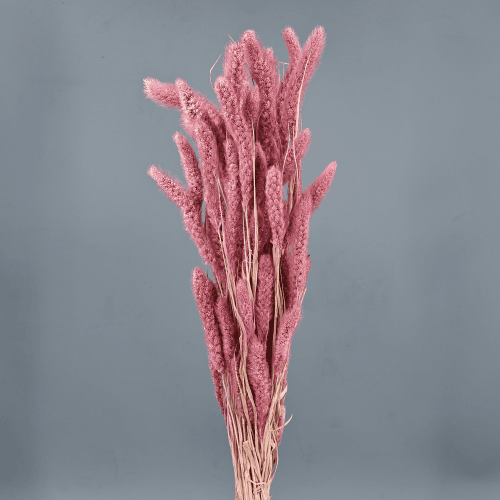 Setaria Lehorra Arrosa