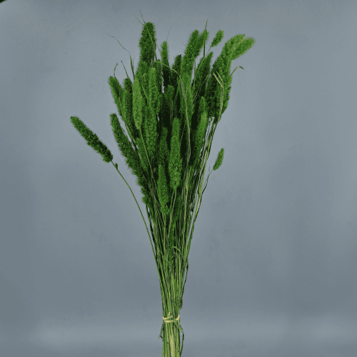 Setaria Seca Verde