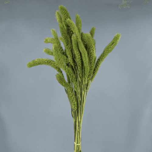 Setaria Seca Verde Pistache