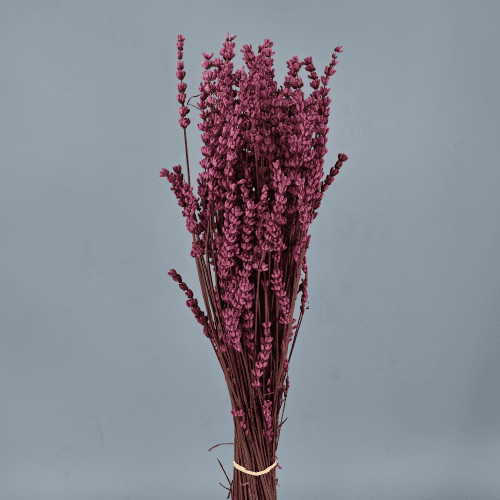 Lavandula (lavanda) preservada fúcsia 45 cm, Flor preservada de 45 cm de comprimento