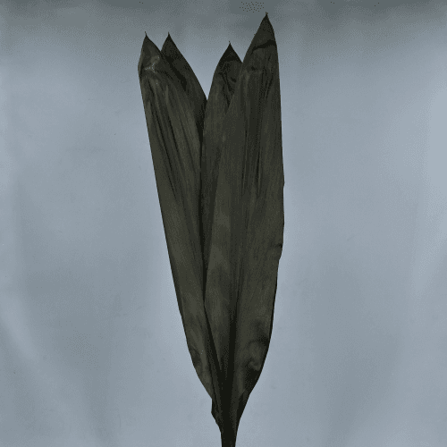 Cordyline Preservada Verde