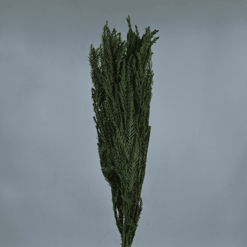 Cryptomeria Preservada Verde