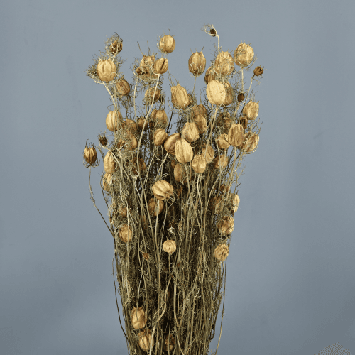 Nigella Verde Seca, Flor seca de 50 cm de largo
