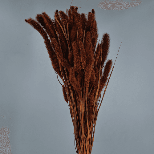 Setaria Seca Marrón, Flor seca de 75 cm de largo