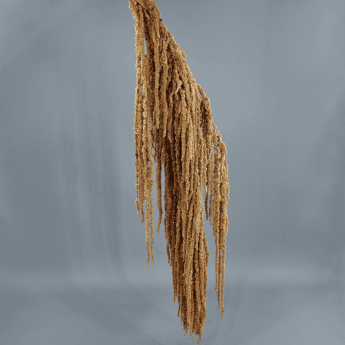 Amaranthe Stabilisée Naturelle, Fleur stabilisée de 50-80 cm de long