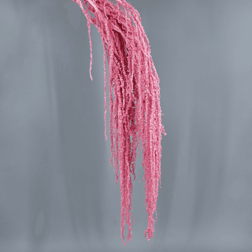 Amaranthe Stabilisée Rose, Fleur stabilisée de 50-80 cm de long