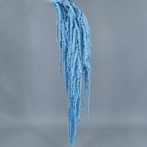 Amaranto Preservado Azul Claro