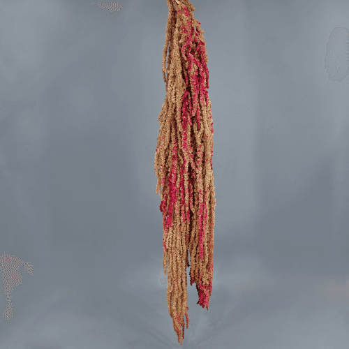 Amaranthe Stabilisée Crème et Rose, Fleur stabilisée de 50-80 cm de long