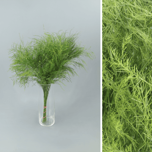 Asparagus Tree Fern Super, Verde, 60cm