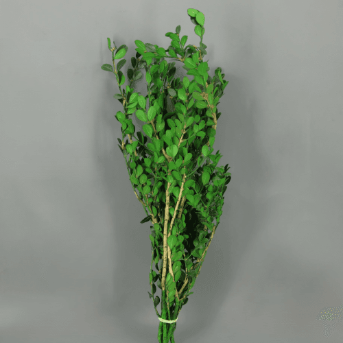 Boj Preservado Verde