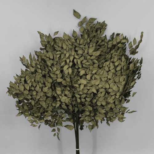 Avenca Preservada Verde