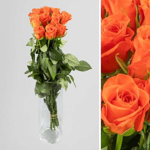 Rosa Taronja, Flor fresca de 50 cm de llarg, ram de 30 tiges