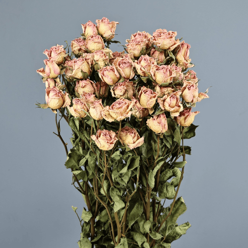 Mini Rose Séchée, Fleur séchée de 40 cm de long