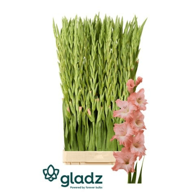 Ramo de 10 Gladiolos Rosa Karma, Flor fresca de 110 cm de comprimento, 10 hastes