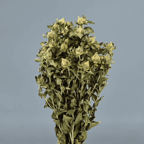Kartamo Lehor Berde Argia (Carthamus)