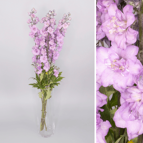 Delphinium Dewi Melody
