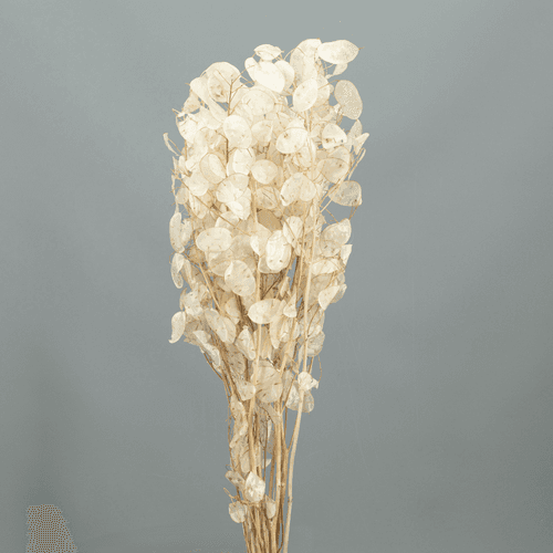 Lunaria Seca Plateada (Monedas del Papa)