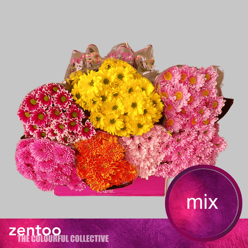 Bouquet de 15 Chrysanthèmes Multicolores Zentoo, Fleur fraîche de 70 cm de long, 15 tiges